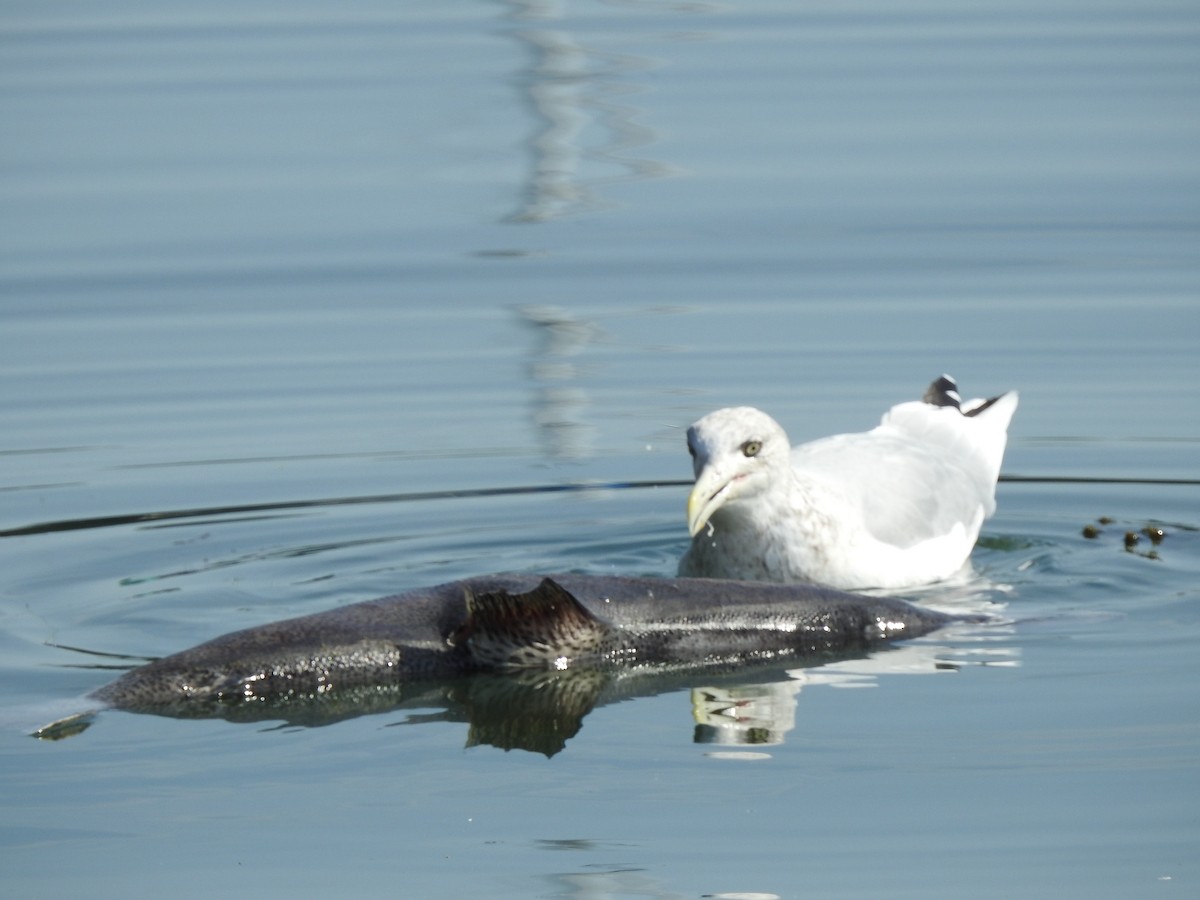 American Herring Gull - ML624677393