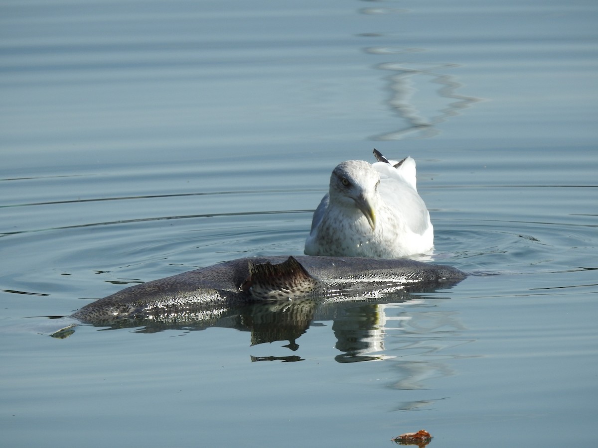 American Herring Gull - ML624677394