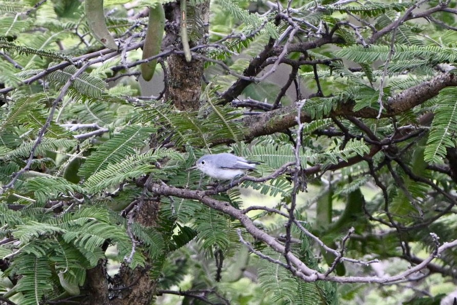 nordmyggsmett - ML624677600
