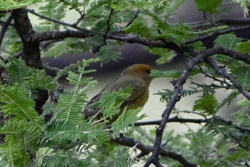 blodpiranga - ML624677606