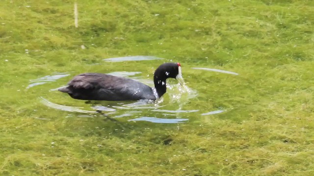 Red-knobbed Coot - ML624677658