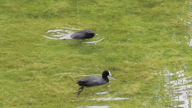 Red-knobbed Coot - ML624677659