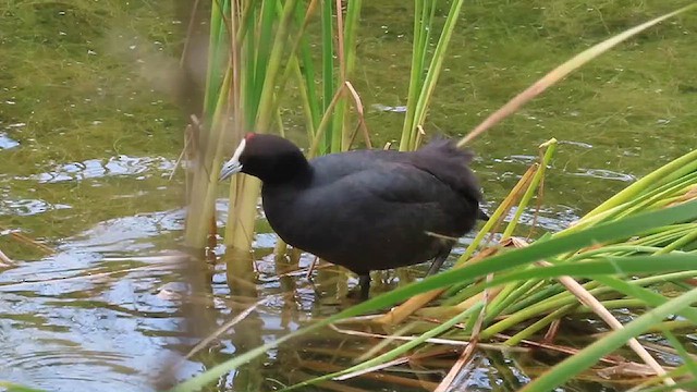 Red-knobbed Coot - ML624677661