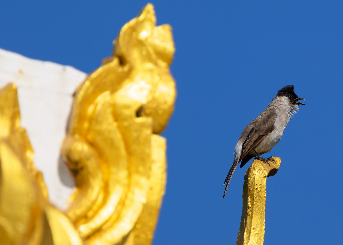 Sooty-headed Bulbul - ML624677714