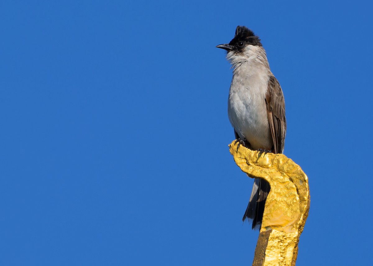 Sooty-headed Bulbul - ML624677715