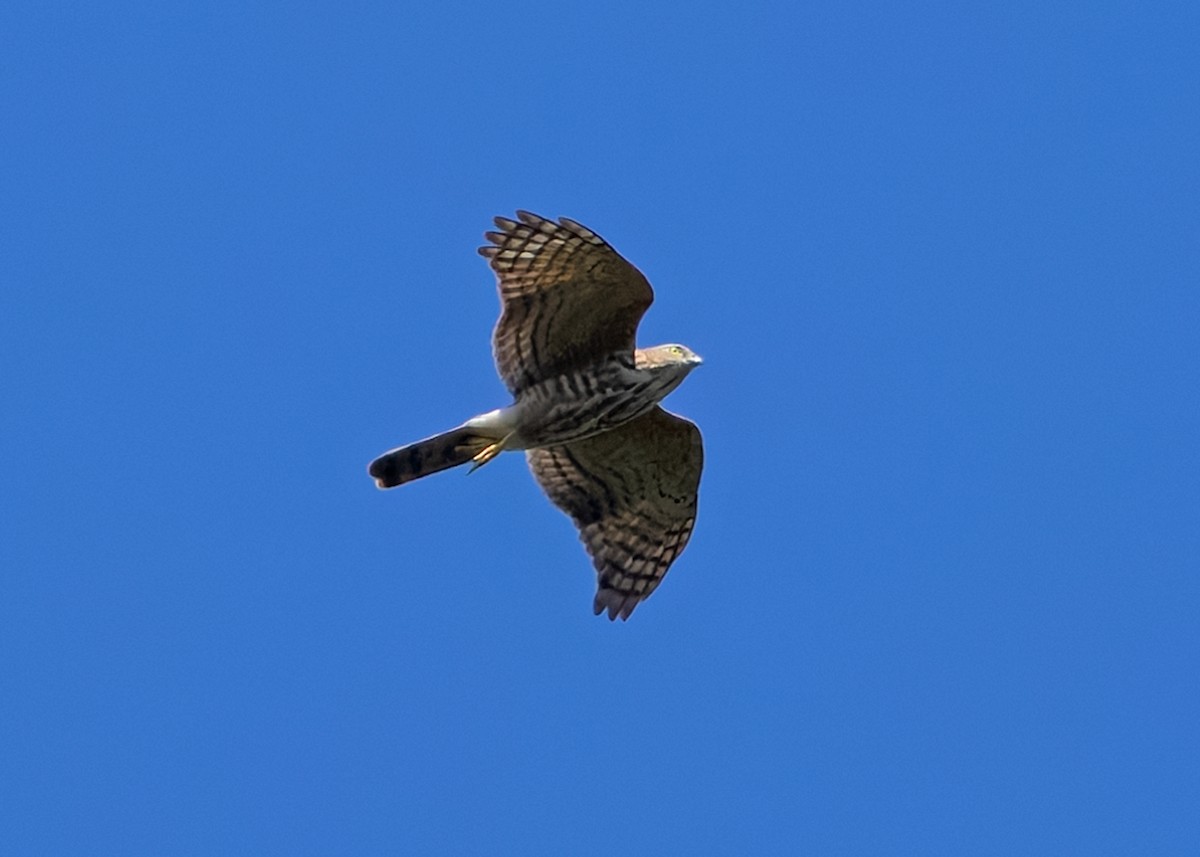 Shikra (Asian) - ML624677729