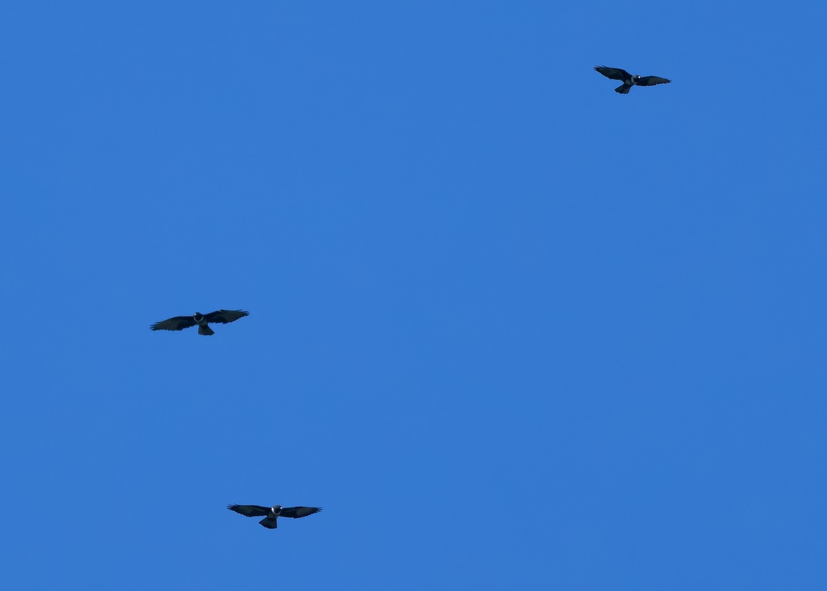 Black Baza - ML624677732