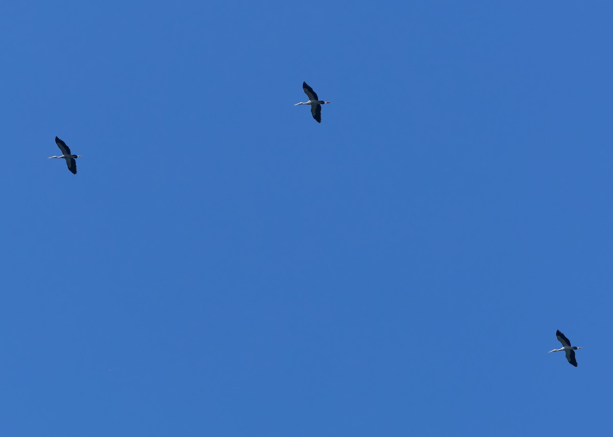 Asian Openbill - ML624677737