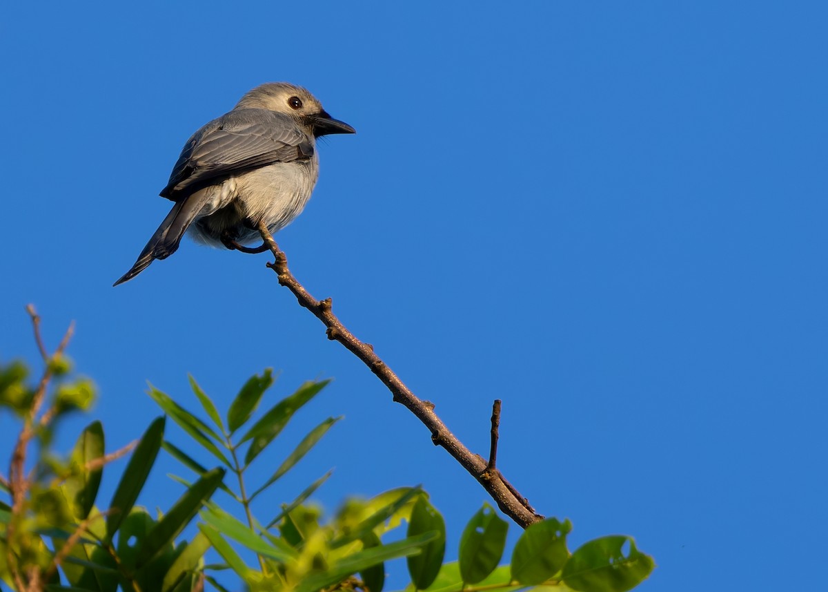 Ashy Drongo (White-cheeked) - ML624677739