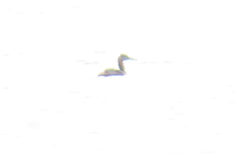 アカエリカイツブリ - ML624677768