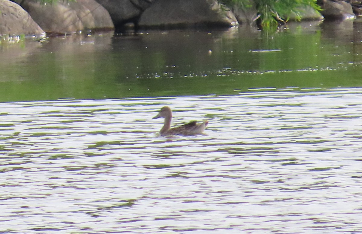 ミカヅキシマアジ - ML624677791