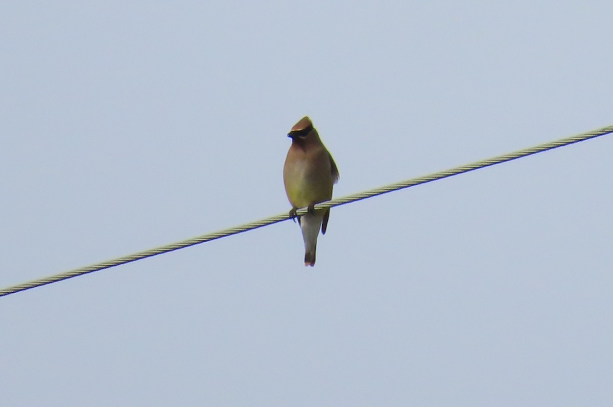 ヒメレンジャク - ML624678017