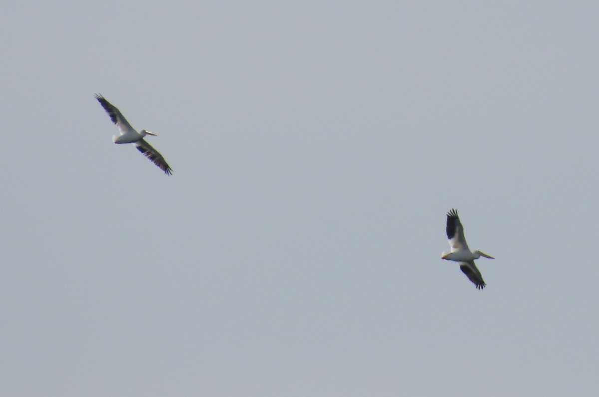 American White Pelican - ML624678023