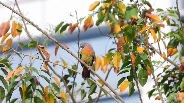 Pink-necked Green-Pigeon - ML624678095