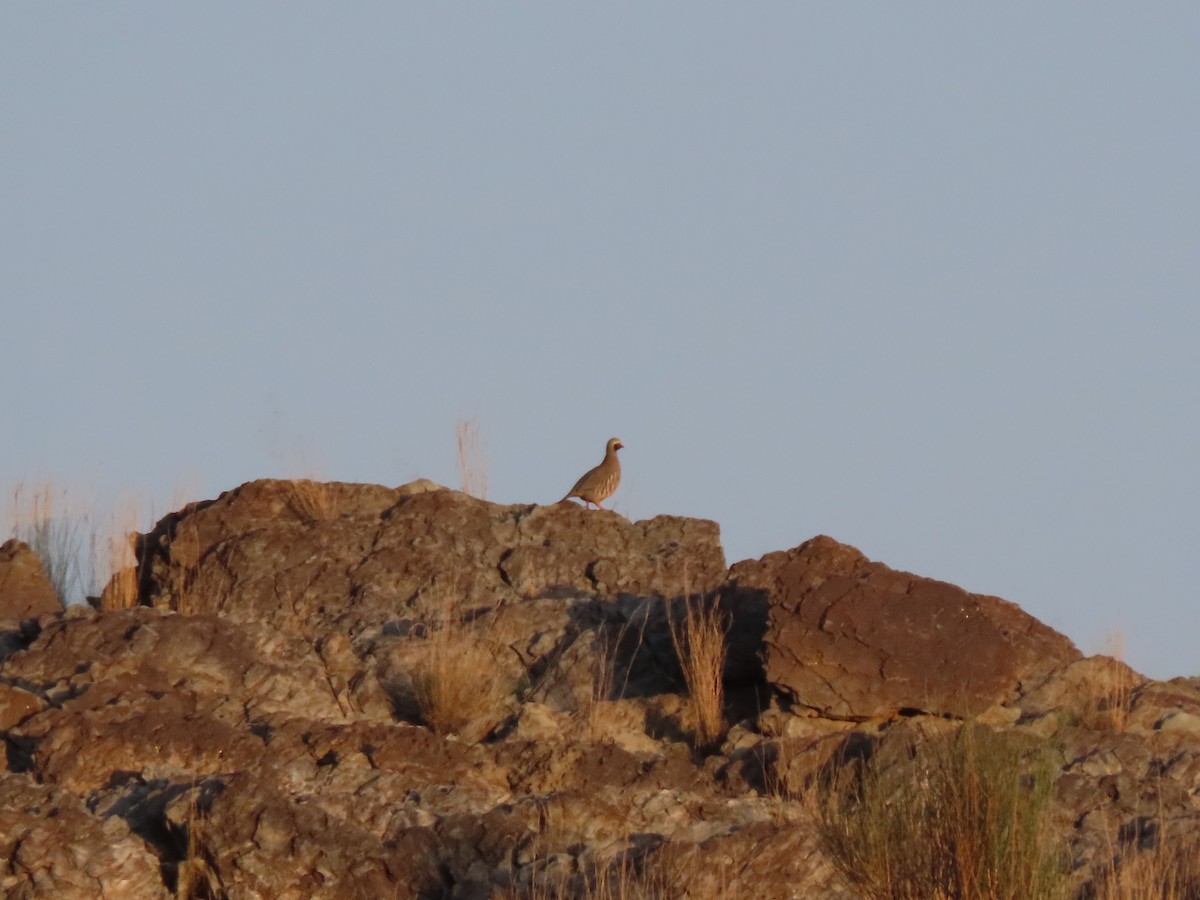 Philby's Partridge - ML624678186