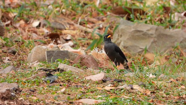 Javan Myna - ML624678234