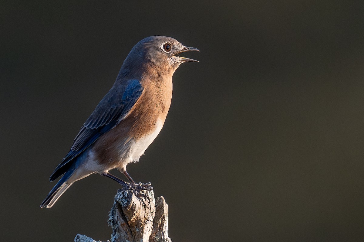 Eastern Bluebird - ML624678242