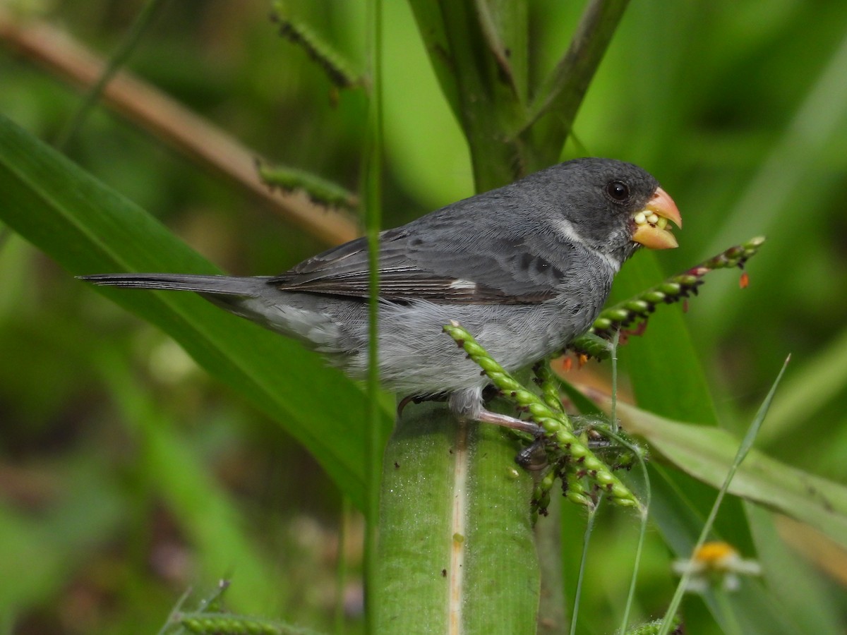 Gray Seedeater - ML624678420
