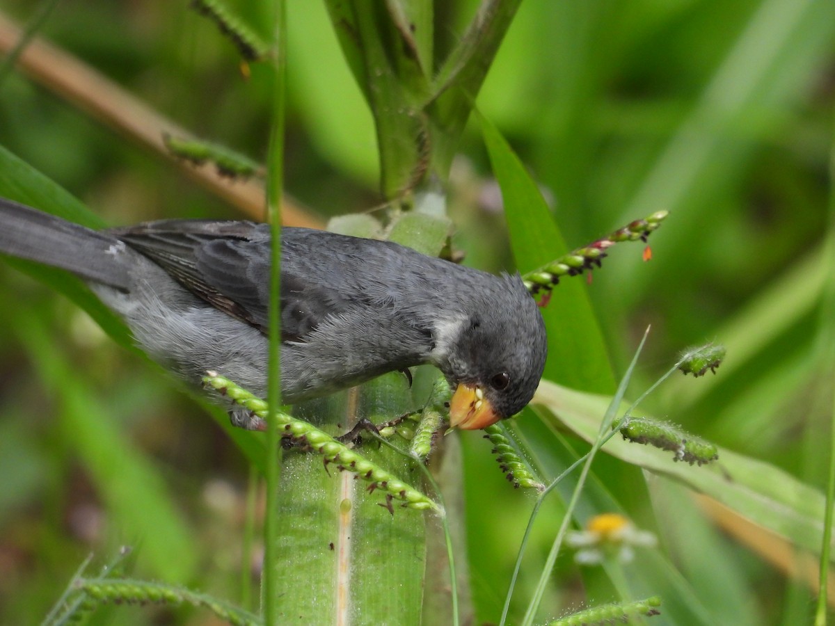Gray Seedeater - ML624678421