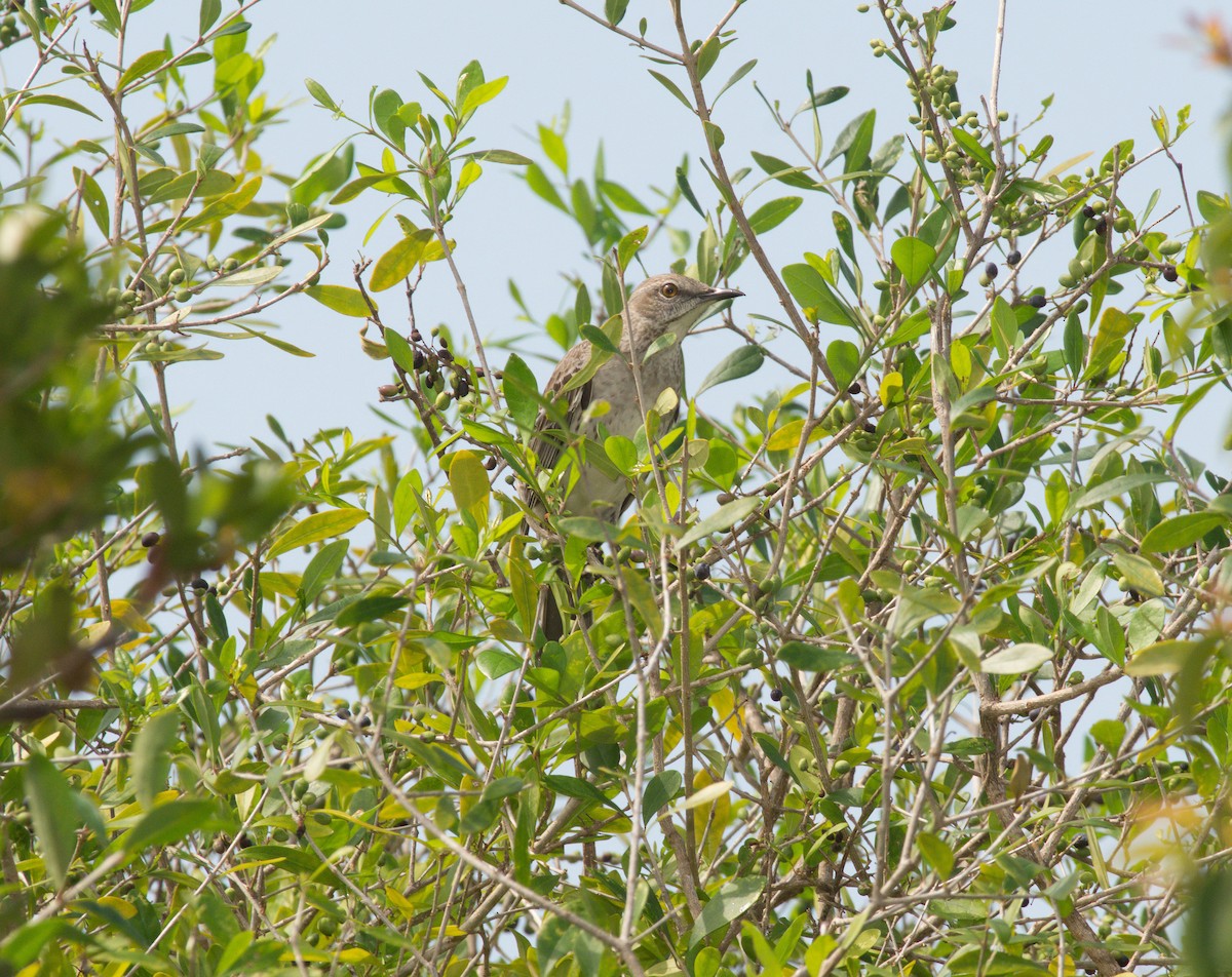 Bahama Mockingbird - ML624678507