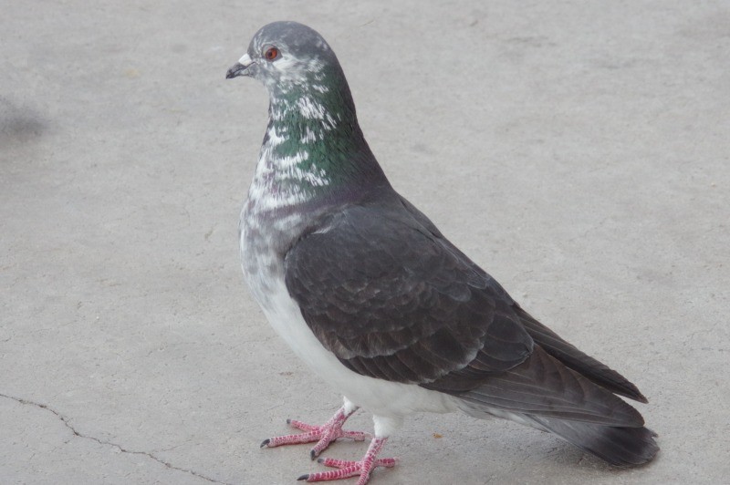 Rock Pigeon (Feral Pigeon) - Pat Goltz