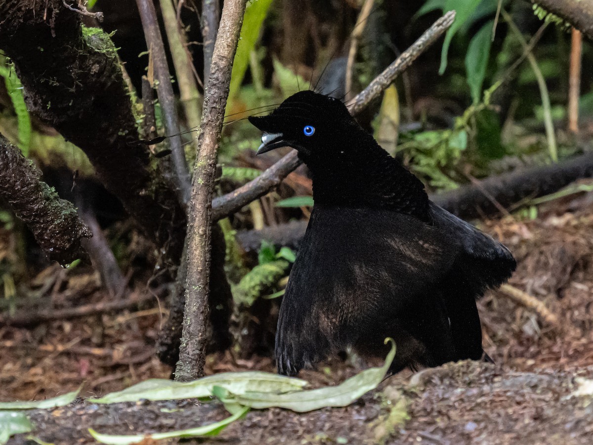 Lawes's Parotia - ML624678724