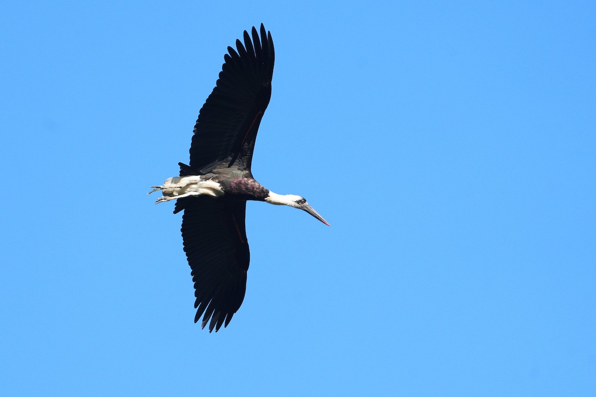 African Woolly-necked Stork - ML624678725