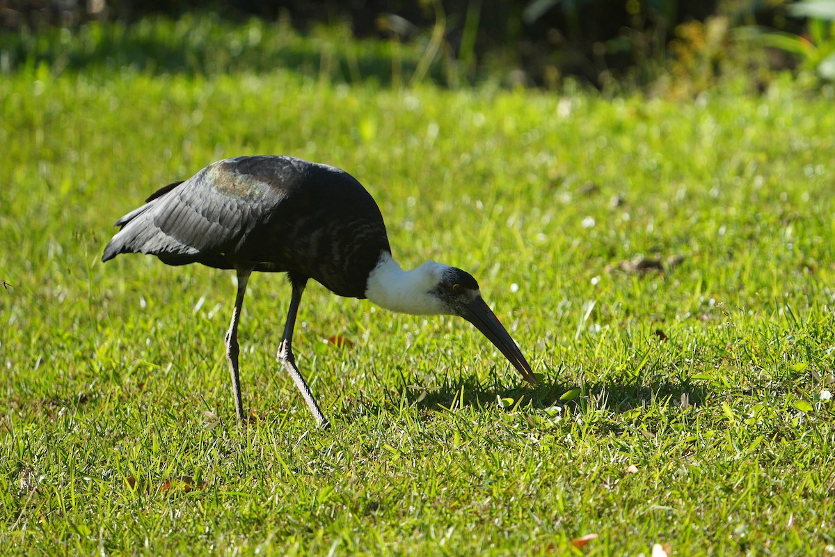 African Woolly-necked Stork - ML624678726