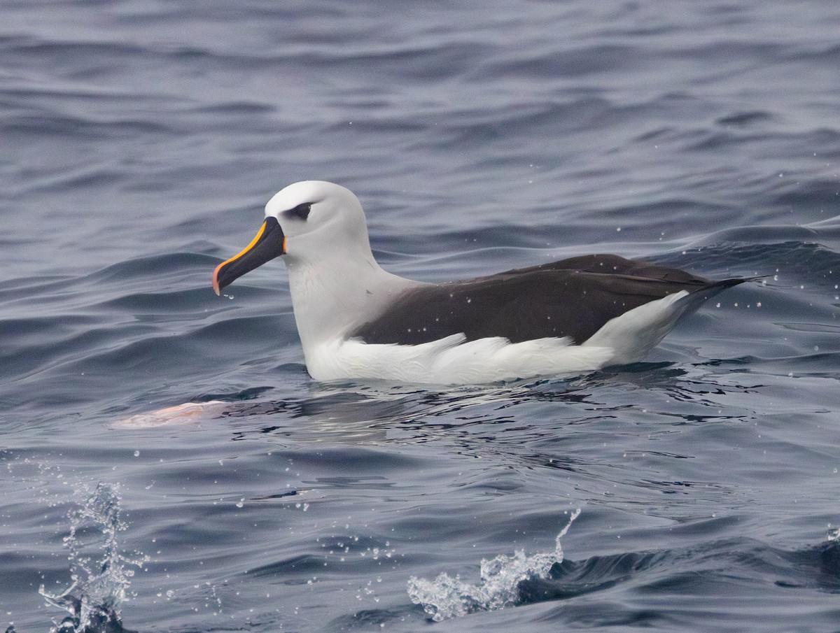 Atlantic Yellow-nosed Albatross - ML624678786