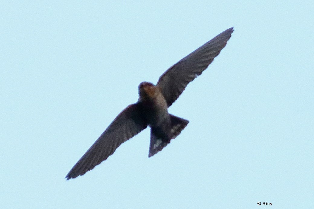 Dusky Crag-Martin - ML624678902