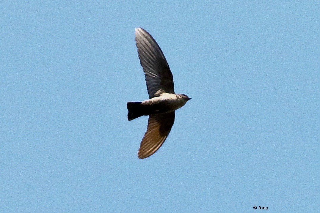 Dusky Crag-Martin - ML624678903