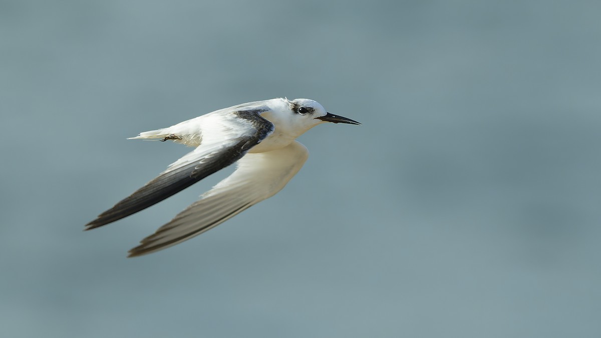 Saunders's Tern - Shashika Bandara