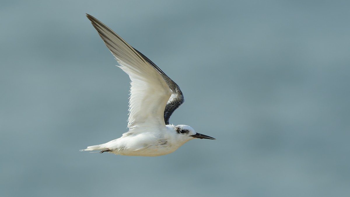 Saunders's Tern - ML624678938