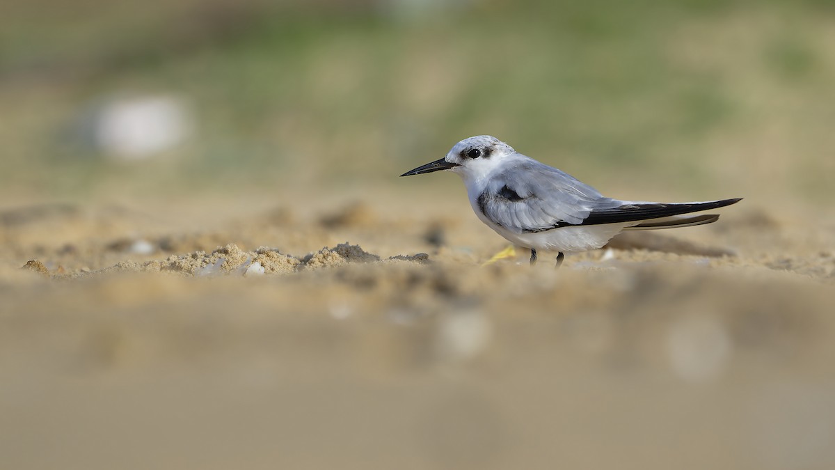 Saunders's Tern - ML624678949