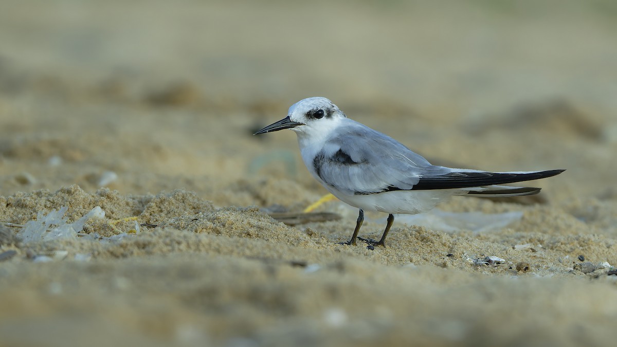 Saunders's Tern - ML624678963