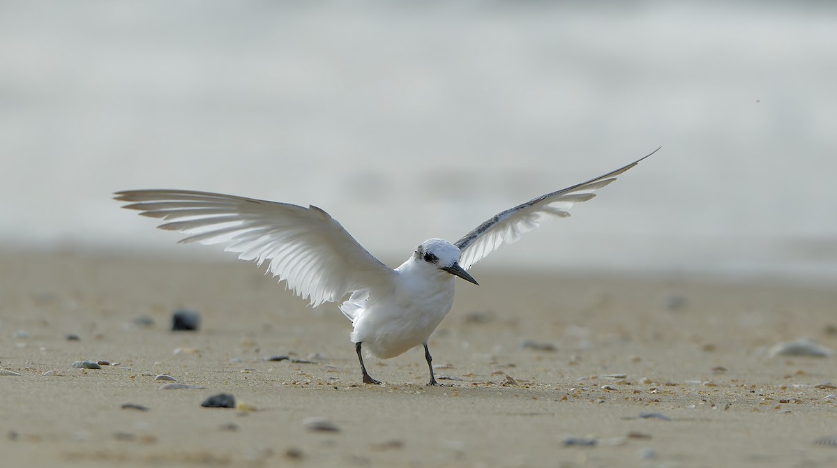 Saunders's Tern - ML624678979