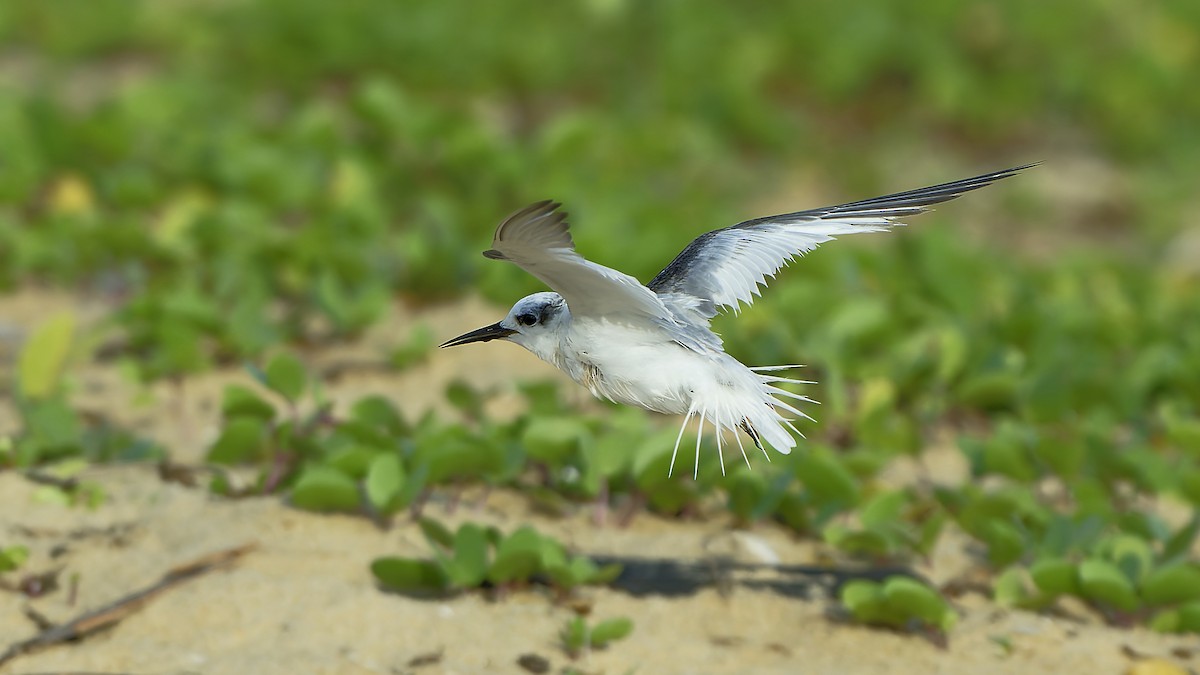 Saunders's Tern - ML624678986