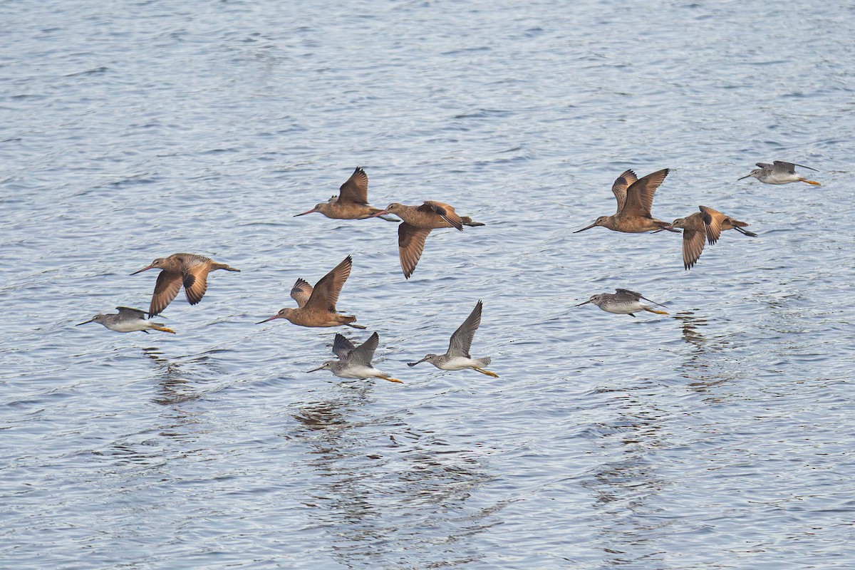 Marbled Godwit - ML624679013