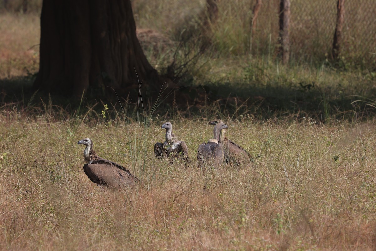 Indian Vulture - ML624679100