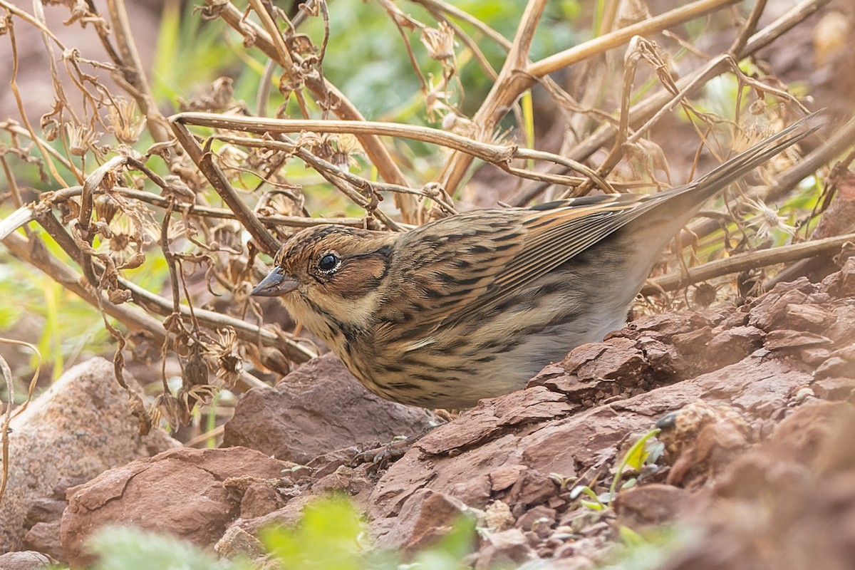 Little Bunting - Volker Hesse