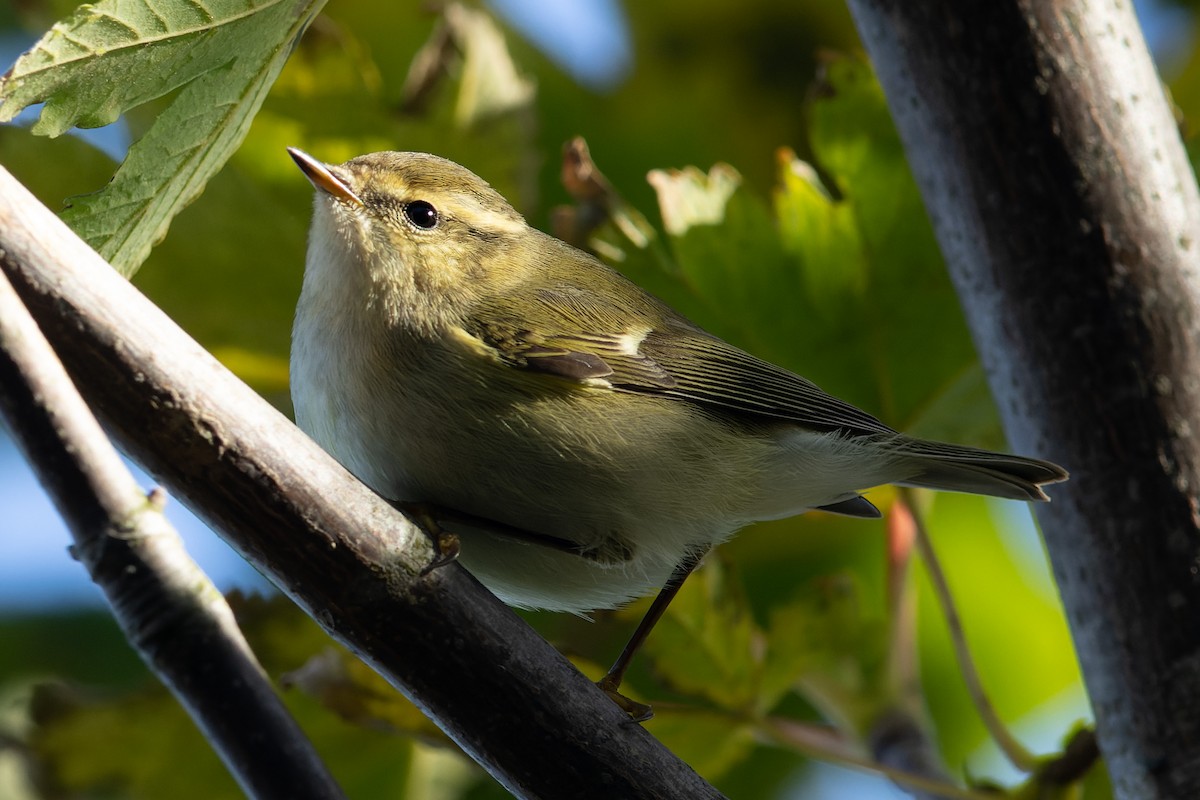 Hume's Warbler - ML624679142