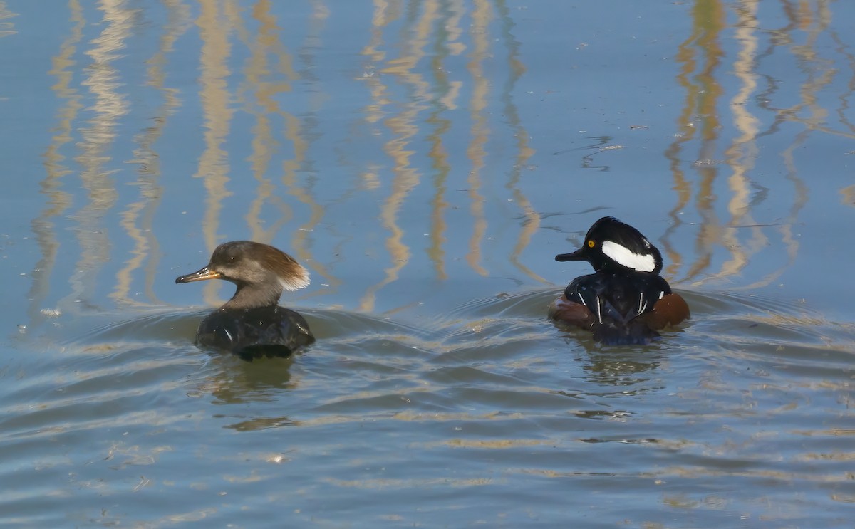 Hooded Merganser - ML624679204