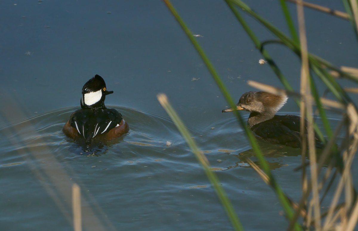 Hooded Merganser - ML624679205