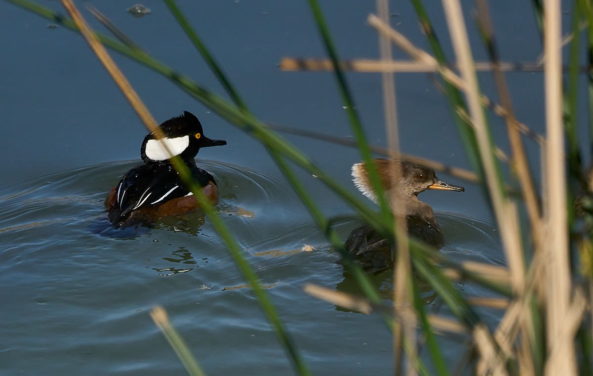 Hooded Merganser - ML624679206