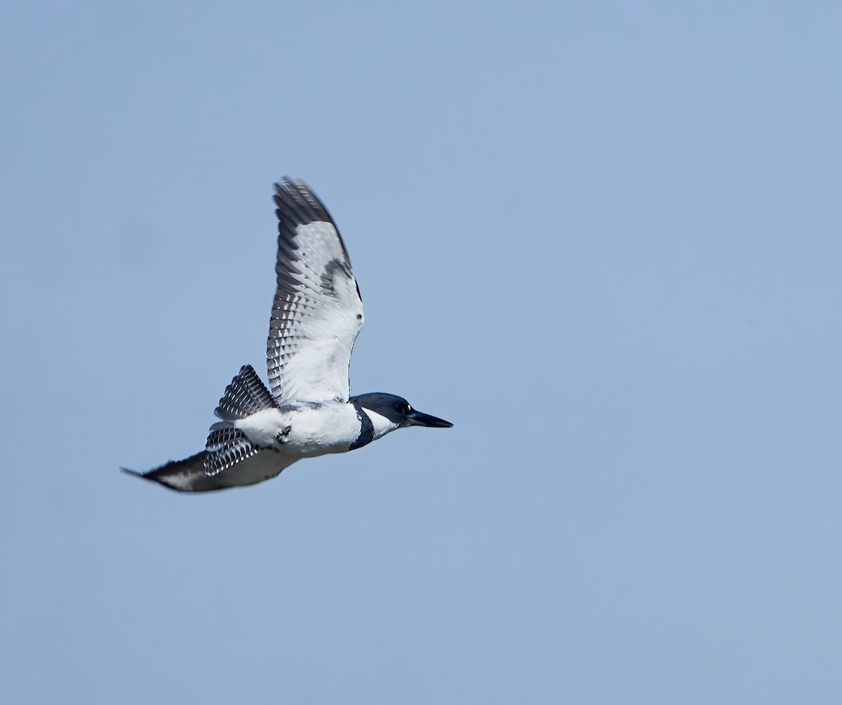 Belted Kingfisher - ML624679212