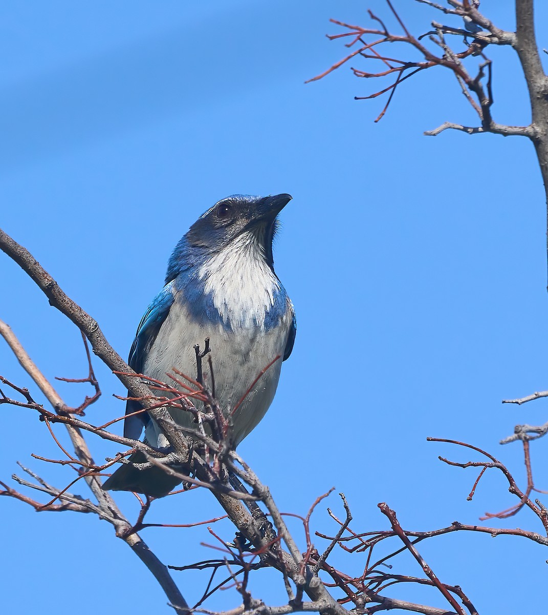 California Scrub-Jay - ML624679337