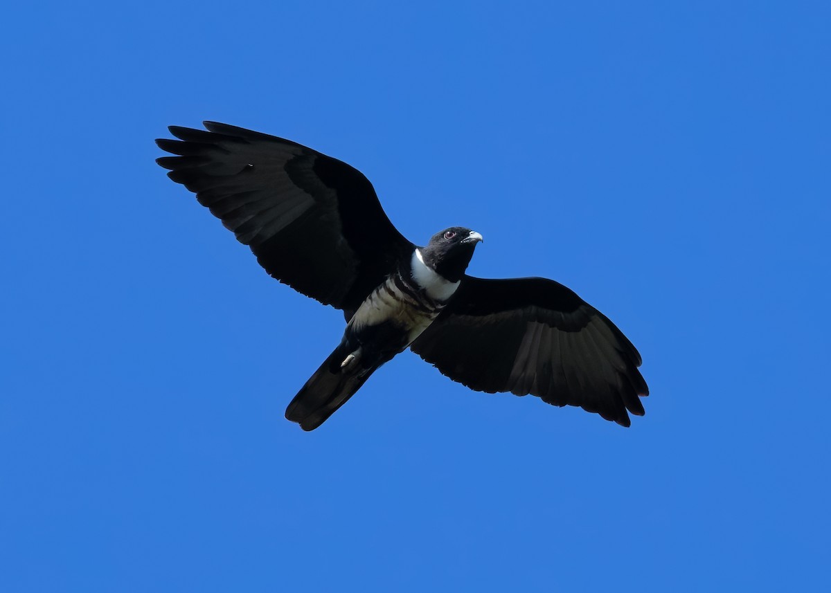 Black Baza - ML624679341