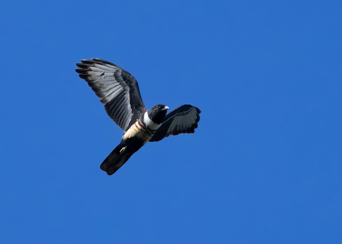 Black Baza - ML624679342