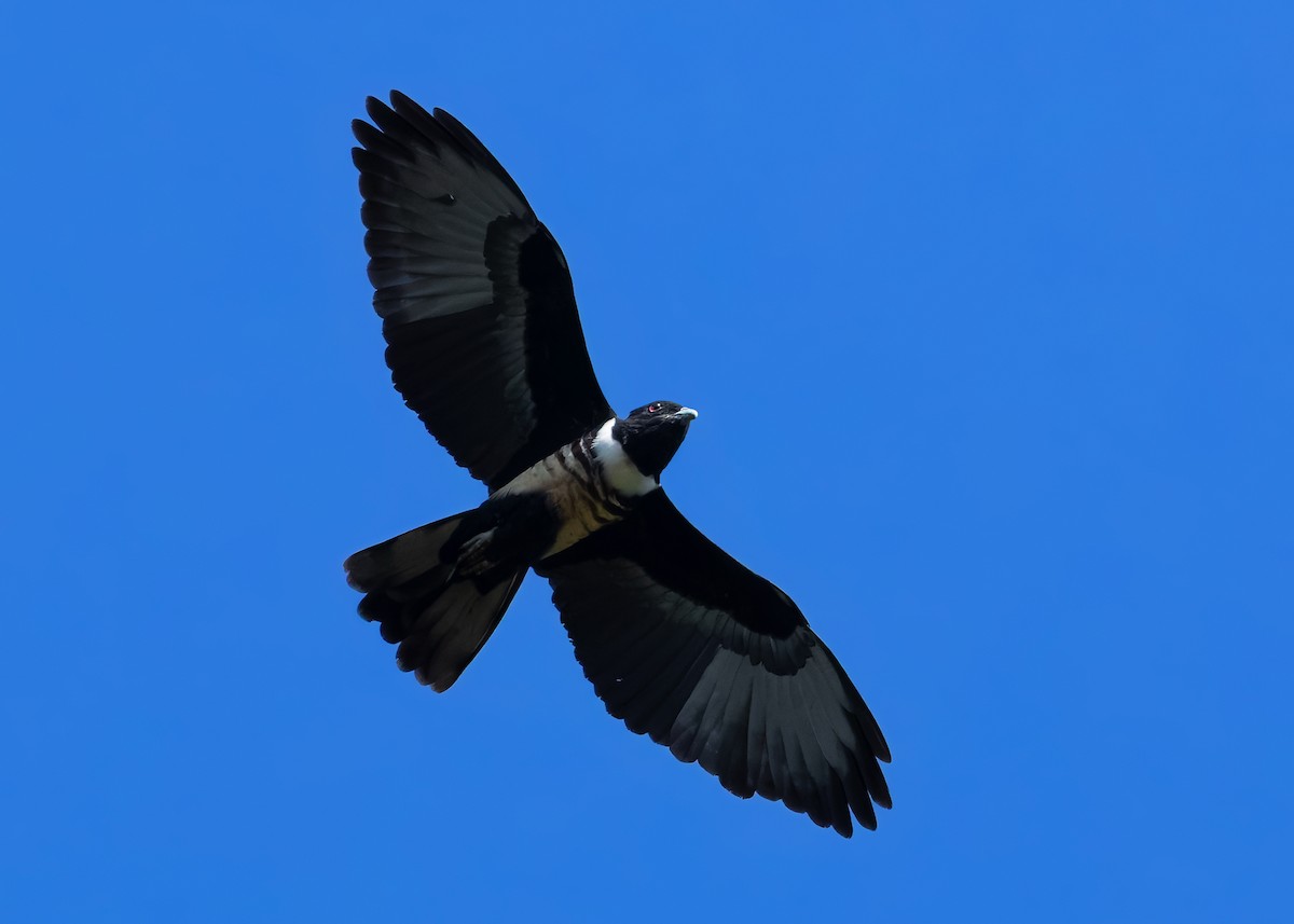 Black Baza - ML624679343