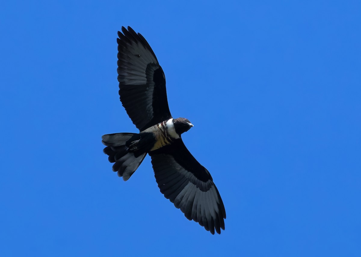 Black Baza - ML624679344